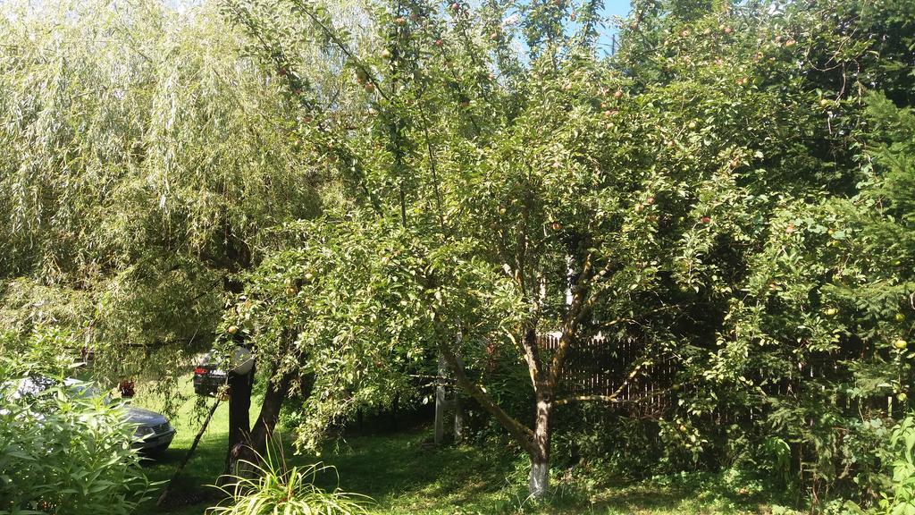 Pensiunea Letitia Sucevita Exterior foto